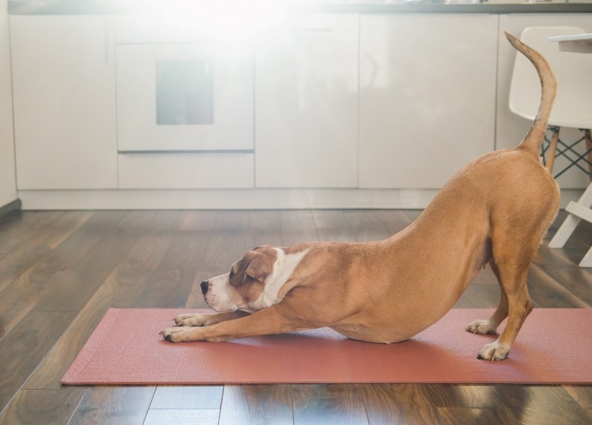 A dog doing yoga on a mat