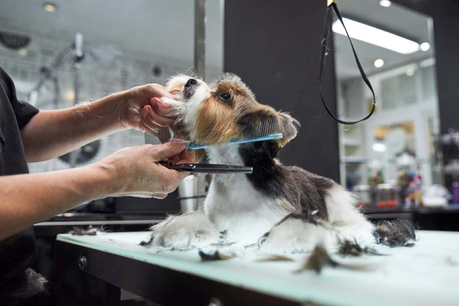 A dog getting a hair cut