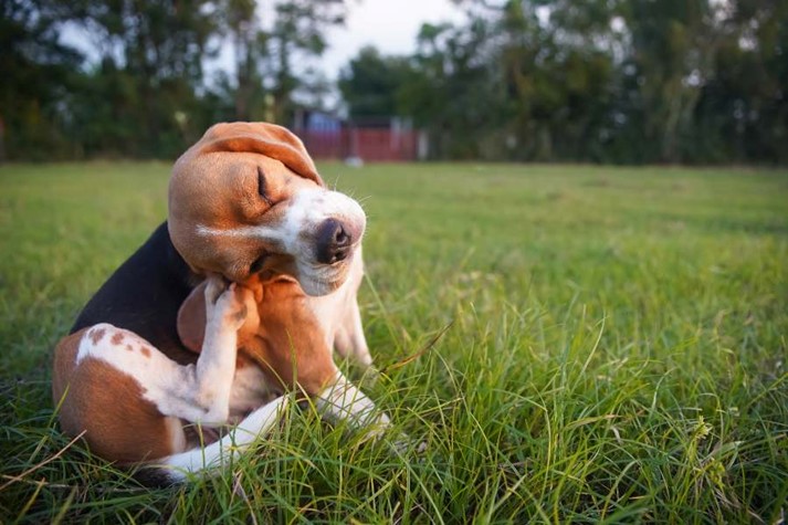 A dog lying in the grass