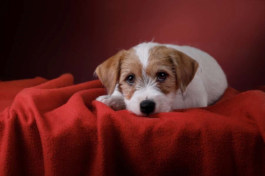 A dog lying on a blanket