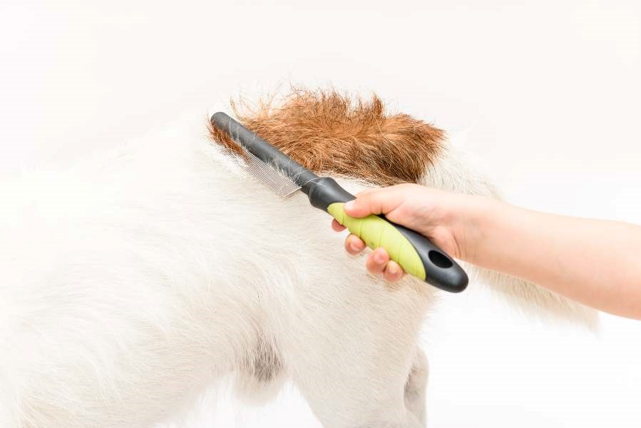 A hand brushing a dog's back