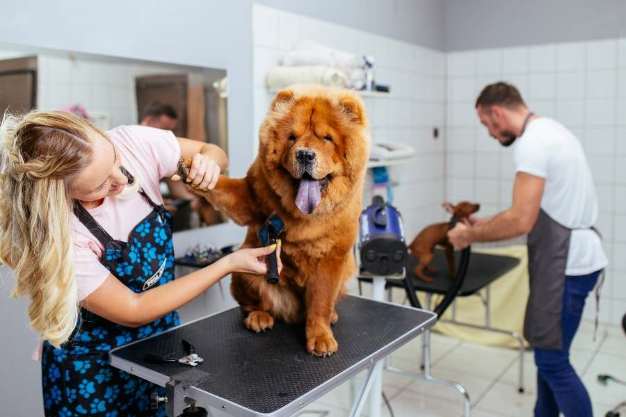 A person brushing a dog