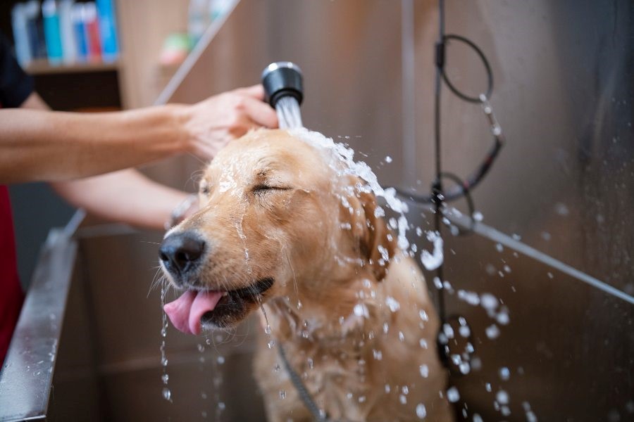 A dog being washed